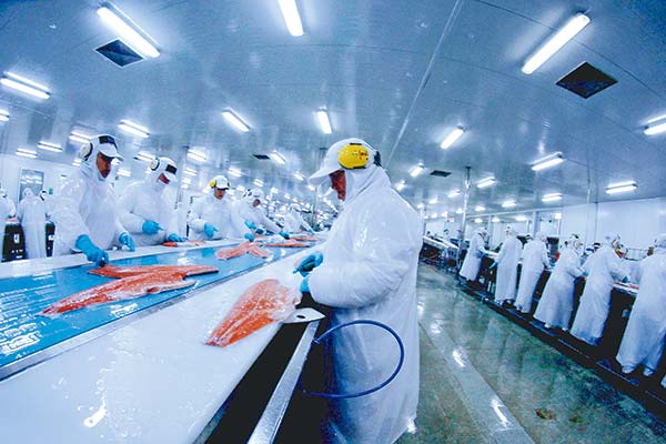 Cámara de Diputados aprobó la conformación de comisión investigadora por robo de salmones