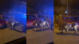 Un león se escapo de un circo en Italia y encendió las alarmas en Roma