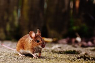 Hantavirus: Médico Veterinario de la Universidad de Chile aclaró dudas y entregó recomendaciones