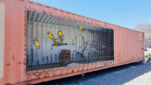 PDI rescata cinco aves exóticas desde un domicilio en Alto Hospicio: Hay un detenido por maltrato animal