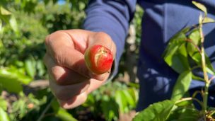 Expertos advierten que lluvias primaverales generaron daños en la fruticultura