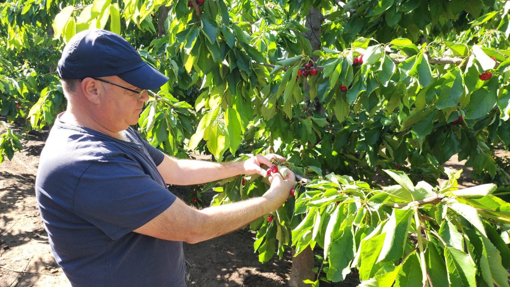 Especialista advierte que fenómeno de 'la niña' puede afectar a la fruta en la zona central