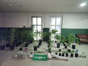 Tras denuncia de VIF: Carabineros descubrió cultivo de marihuana en Maipú