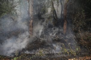 Se cancela Alerta Roja por incendio forestal para la comuna de Litueche