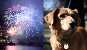 Año Nuevo: ¿Cómo proteger a las mascotas de los fuegos artificiales?