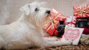 Navidad: Los mejores regalos para mascotas en estas fiestas de fin de año