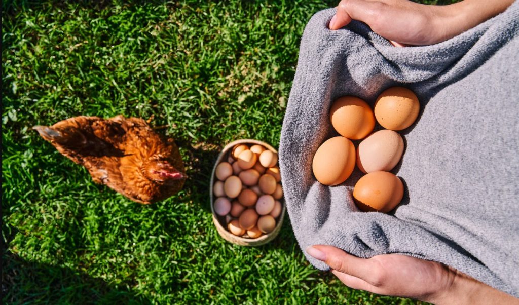 Producto nacional: Huevos en polvo creados en Chile se toma la industria alimentaria