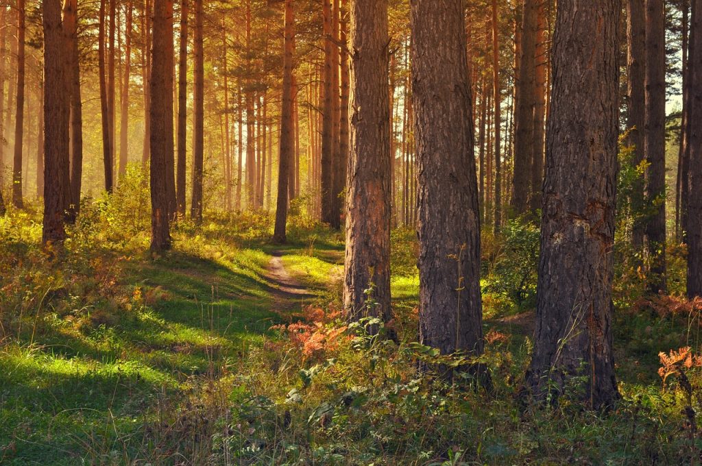 Gobierno destaca rol del sector forestal en el desarrollo sostenible y tilda al libro de Congreso Futuro como hoja de ruta para la construcción de futuras políticas