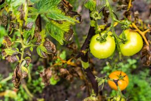 Investigadores chilenos estudian mecanismo para controlar plagas agrícolas sin uso de pesticidas