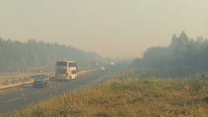 Incendio forestal en Ercilla provoca gran columna de humo: Siniestro se acerca a la Ruta 5 Sur