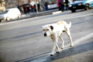 Municipalidad de San Pedro de Atacama pide la eutanasia de 4.500 perros callejeros