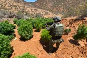 Carabineros decomisó cultivo de más de cuatro mil 600 plantas de marihuana