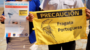 Cierran playa en Tongoy por presencia de Fragata Portuguesa