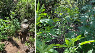 Región de O'Higgins: Incautan más de cuatro mil plantas de marihuana en Quebrada El Chancho de Mostazal