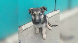 Metro de Santiago busca a familia de perrito perdido en estación Protectora de la Infancia