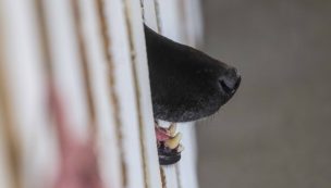 Colmevet y eutanasia a perros en San Pedro de la Paz: “Rechazamos el sacrificio masivo como política para enfrentar ataques de caninos”