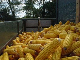 ¿Adiós a las humitas este verano?: Expertos anticipan hasta mil pesos la unidad de choclo y prevén que precio bajará recién en abril