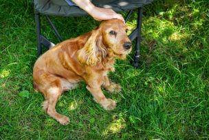 Las mascotas también sufren la ola de calor: 5 recomendaciones para mantenerlas frescas en verano