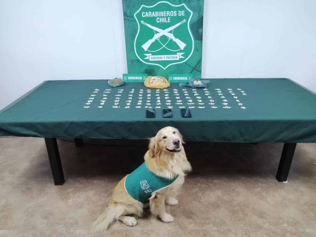 Perro policial permitió detener a tres sujetos que transportaban droga en un bus