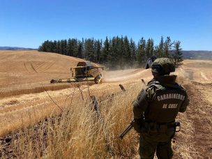 Región de la Araucanía: Plan de Seguridad Agroalimentaria suma 3.221 de hectáreas cosechadas