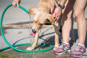 Para personas y mascotas: Académicos de la UC entregan recomendaciones para protegerse del calor extremo