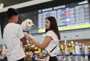 Gobierno y Aeropuerto entregan recomendaciones para viajar con mascotas en avión