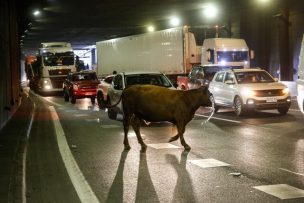 Camión con animales volcó en General Velásquez