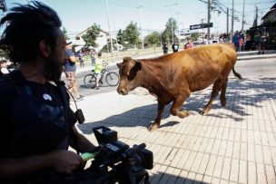 Camión que volcó con vacas habría sido robado