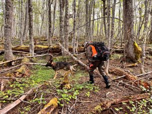 Punta Arenas: Carabineros logra el rescate de una menor con su madre tras 15 horas de búsqueda en un bosque