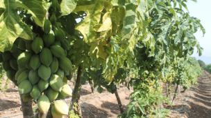 Buscan establecer Sello de Origen a la papaya de la región de Coquimbo