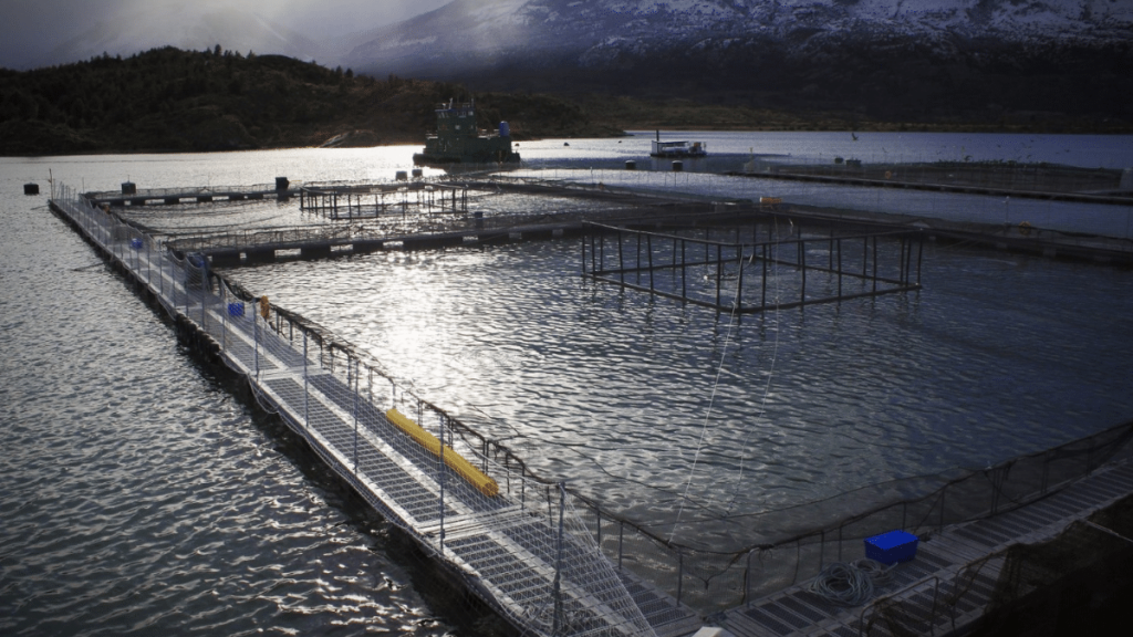 Gremios salmoneros en alerta por Ley Lafkenche: “Podría poner en riesgo el 45% de la actividad productiva en Aysén”