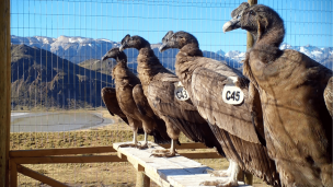 Cuatro cóndores andinos son liberados en el Parque Nacional Patagonia para su incorporación al medio silvestre