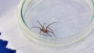 Araña de rincón: Cuidados y recomendaciones para el periodo estival