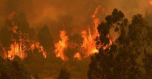 Victoria: ordenan evacuar sector Chavol 2 por incendio forestal