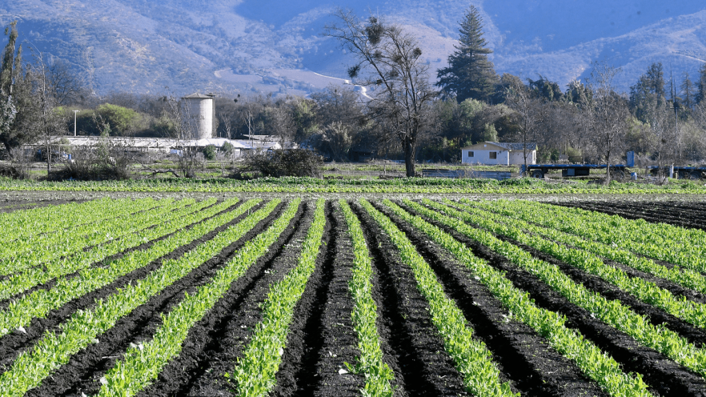 Agenda Agrícola: ¿Por qué se producen las altas temperaturas y cuál es el pronóstico para el resto del 2025?