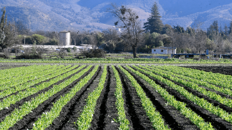 Lluvias de primavera amenazan a los frutales: advierten posibles daños en cerezas, manzanos y viñas