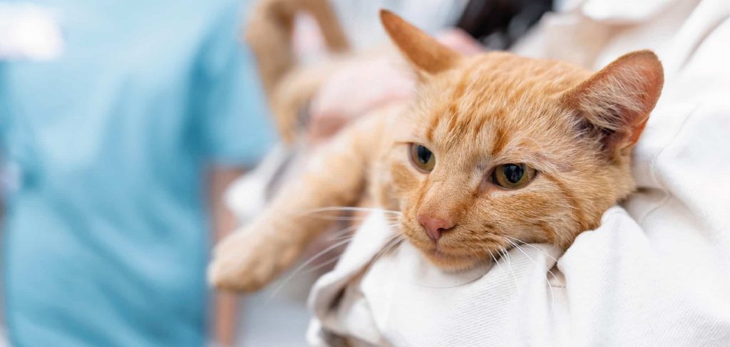 Proponen crear red de hospitales públicos para la atención de mascotas