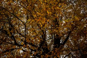 Adiós al calor: Esta semana inicia oficialmente el otoño en Chile