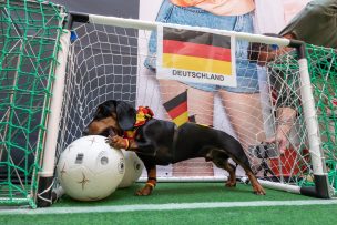 Alemania buca prohibir la crianza de los perros salchicha