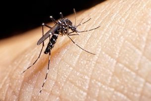 Confirman caso de dengue en comuna de Hualañé