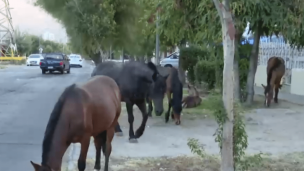 Reportan caballos sueltos en plena vía pública de Recoleta