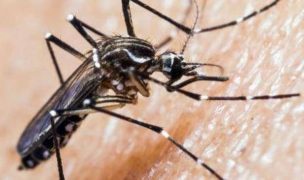 Dengue: ¿Qué es y cómo evitar su transmisión?