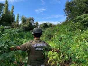 Quilleco: 375 kg de droga y 1.154 plantas de cannabis sativa incautó Carabineros de OS-7 de Los Ángeles