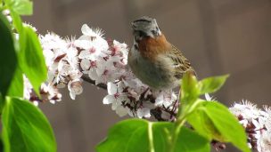 Día de la Naturaleza: Lanzan sitio web sobre la Biodiversidad en la Región Metropolitana