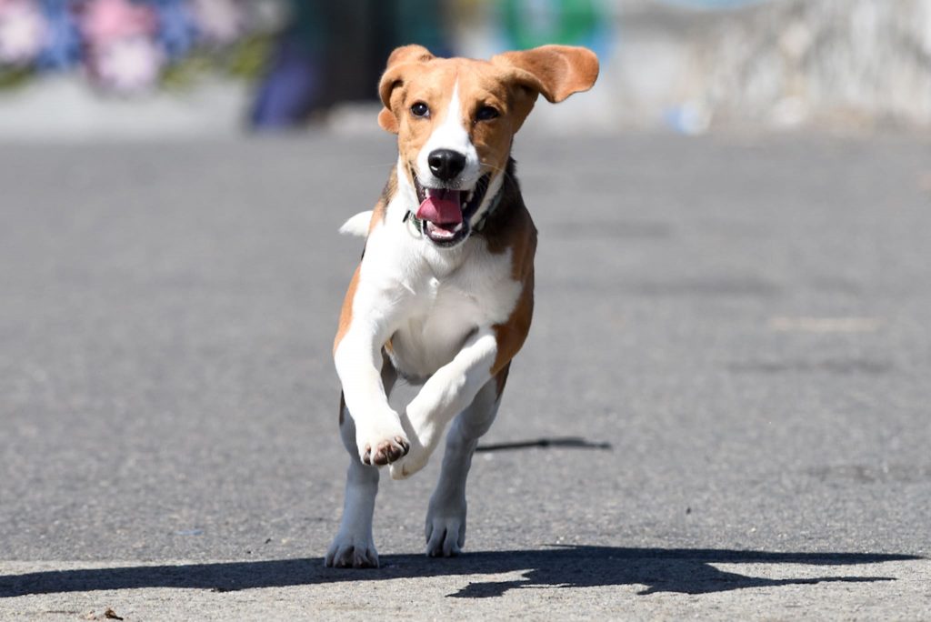 “Ley Duque”: presentan proyecto para permiso laboral por muerte de mascota