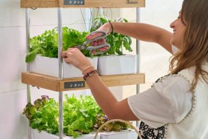 Agricultura vertical: ¿Qué sabemos de esta nueva tendencia?