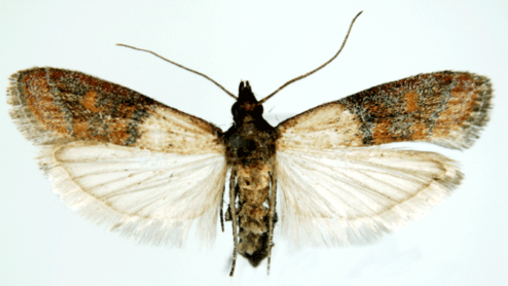 Polilla de la harina Plodia interpunctella, también conocida como la "polilla de la harina" es considerada una plaga doméstica en gran parte del mundo.