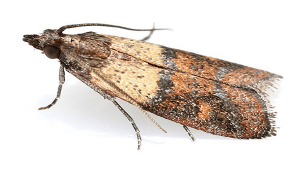 Polilla de la harina Plodia interpunctella, también conocida como la "polilla de la harina" es considerada una plaga doméstica en gran parte del mundo.