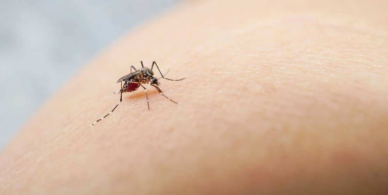 Senapred declara Alerta Amarilla en Antofagasta por presencia de mosquito portador de dengue