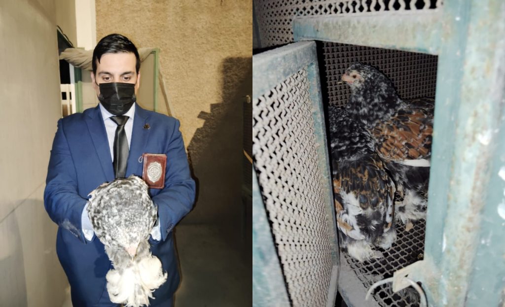 PDI Arica detuvo a un hombre que intentaba ingresar animales de manera ilegal